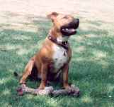 Staffordshire Bull Terrier:::Eilatan::Litter A+B